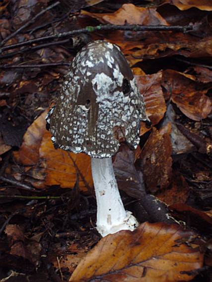 Magpie Incap fungus